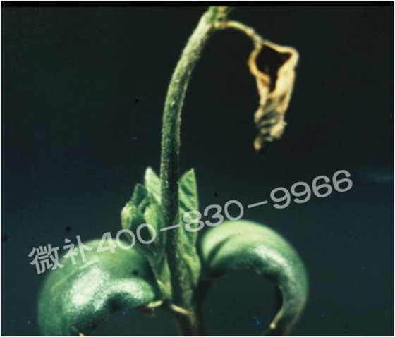 莖尖枯死，到底是缺硼還是缺鈣？