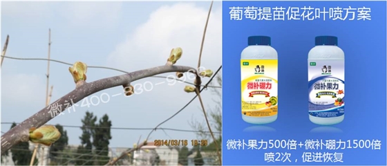 獼猴桃萌芽期如何施肥，才能促進(jìn)萌芽齊、萌芽壯？
