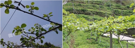 獼猴桃萌芽期如何施肥，才能促進(jìn)萌芽齊、萌芽壯？