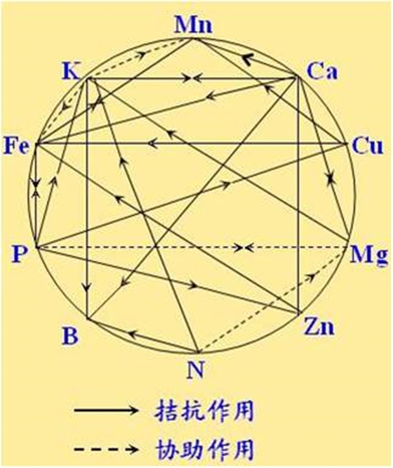 原料型鉀肥和鎂肥為什么會發(fā)生拮抗？