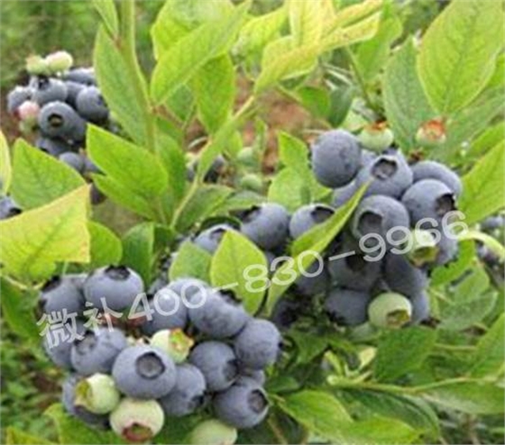 藍(lán)莓黃葉是缺素還是病害？