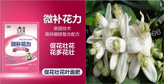 蜜柚促花壯花除了補(bǔ)磷還需要補(bǔ)硼鋅？