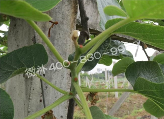 獼猴桃缺鈣對(duì)抽梢開(kāi)花有什么影響？