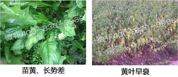 2、苗期后期.jpg