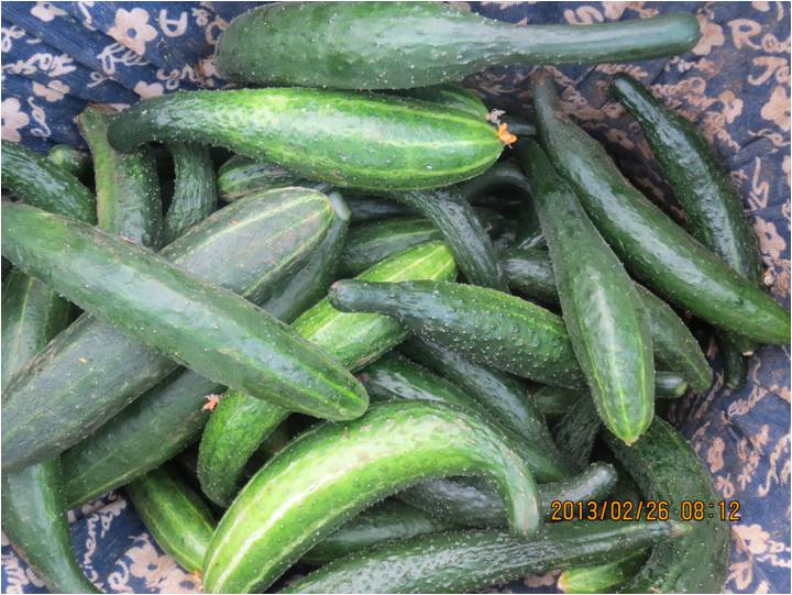 #微肥課堂#黃瓜味苦，天氣or肥料，到底誰之過？