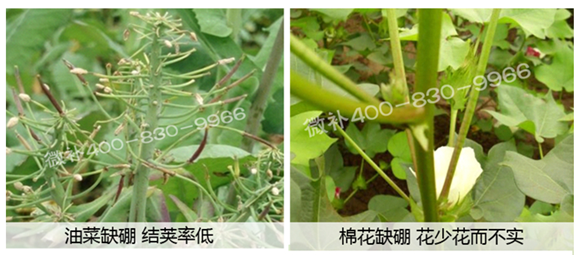春季作物為什么需要大量用硼肥？