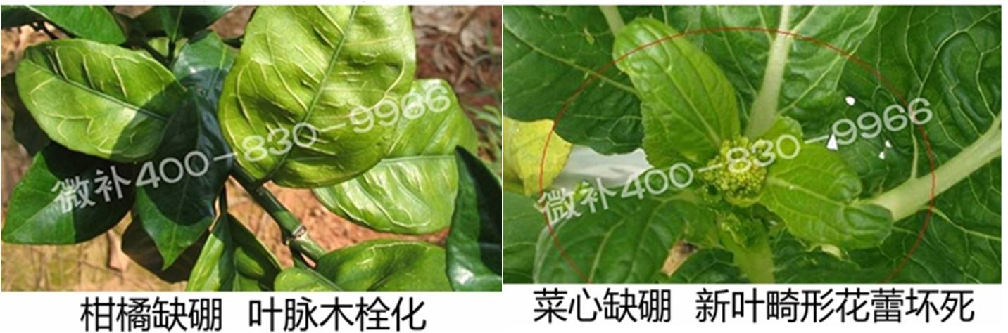 春季作物為什么需要大量用硼肥？