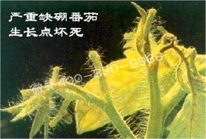 莖尖枯死，到底是缺硼還是缺鈣？