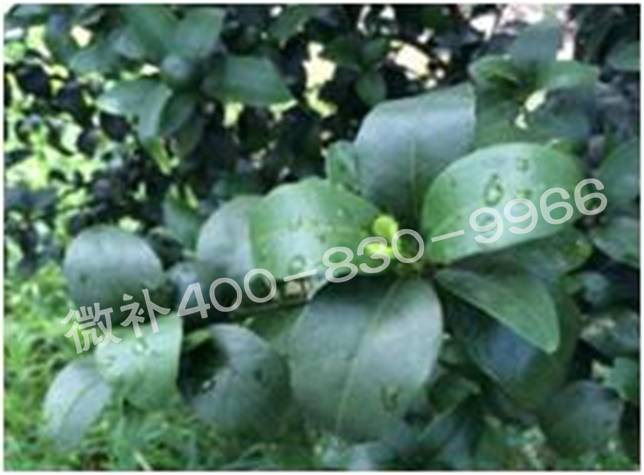 柑橘春梢弱，難抽發(fā)，到底是什么原因？