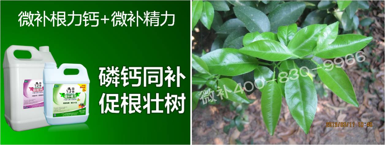 柑橘春梢弱，難抽發(fā)，到底是什么原因？