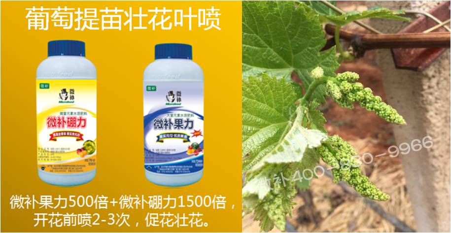葡萄萌芽期如何預(yù)防倒春寒？