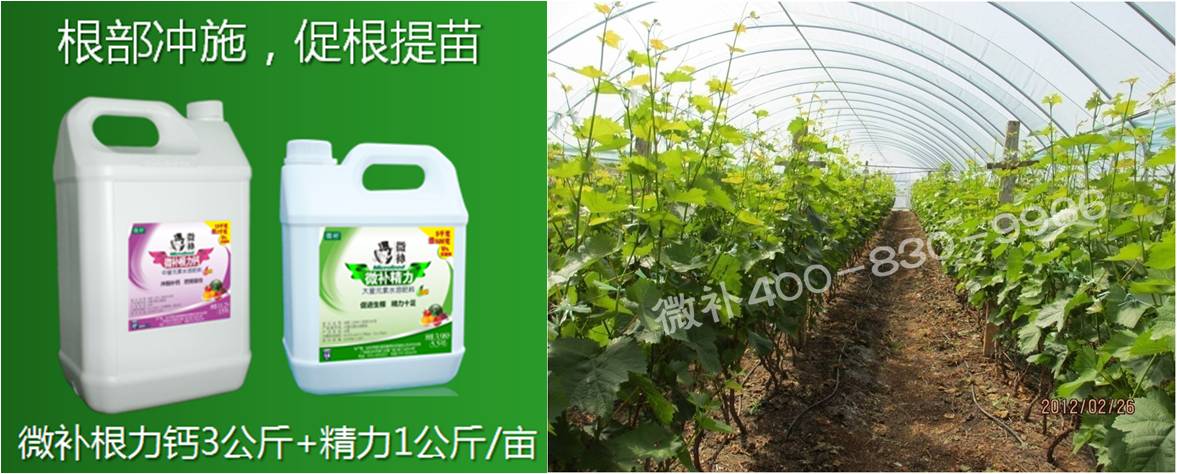 葡萄萌芽期如何預(yù)防倒春寒？