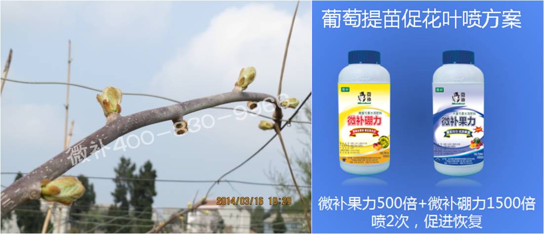 獼猴桃萌芽期如何施肥，才能促進(jìn)萌芽齊、萌芽壯？