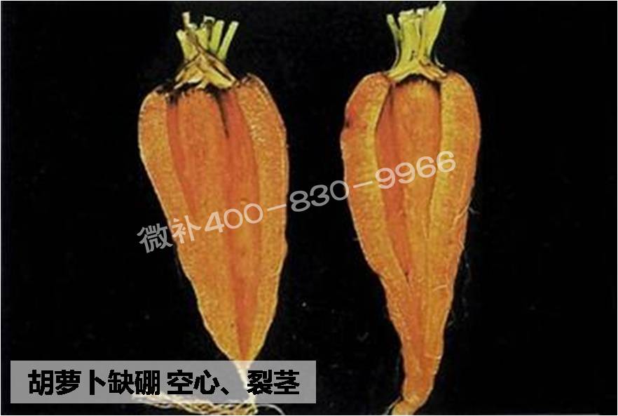 大田作物缺硼，就用高生物活性海藻液體硼，補(bǔ)硼更有效！