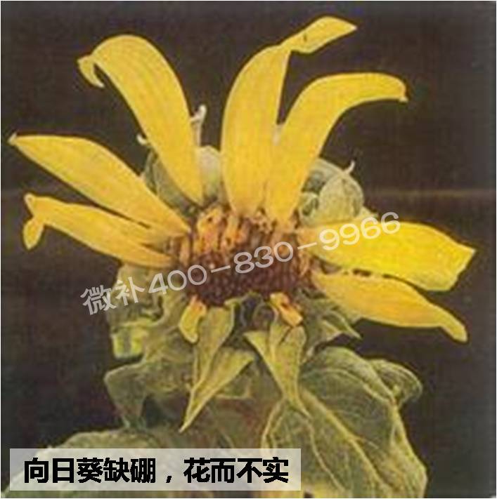大田作物缺硼，就用高生物活性海藻液體硼，補(bǔ)硼更有效！