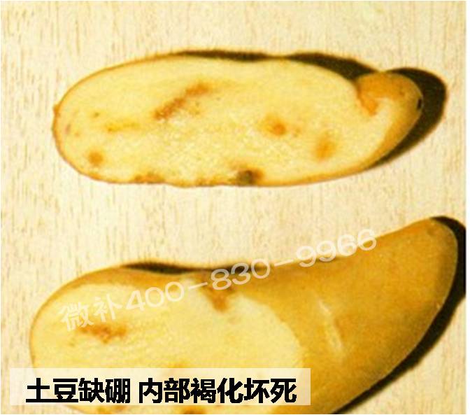 大田作物缺硼，就用高生物活性海藻液體硼，補(bǔ)硼更有效！