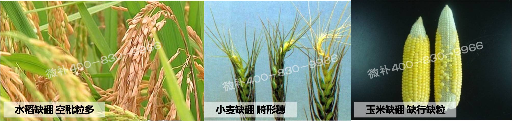 大田作物缺硼，就用高生物活性海藻液體硼，補(bǔ)硼更有效！