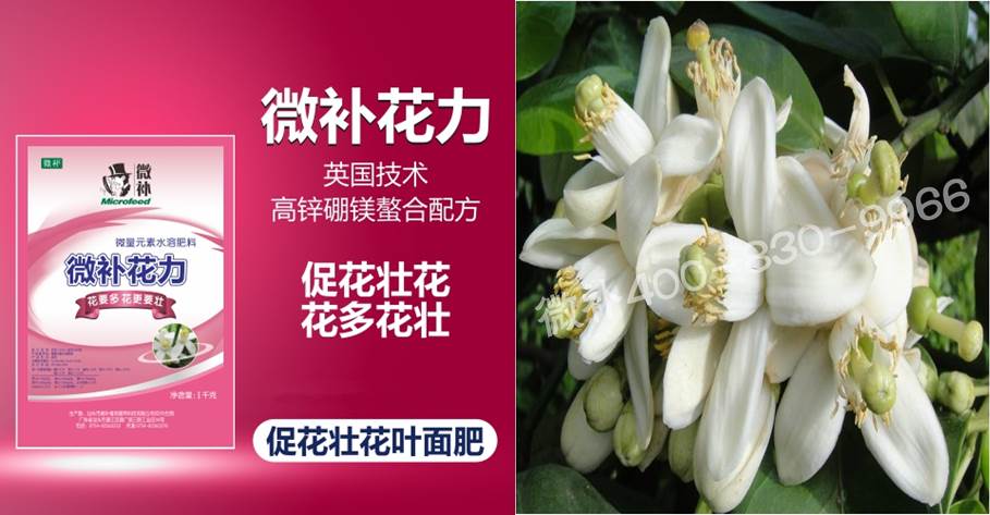蜜柚促花壯花除了補(bǔ)磷還需要補(bǔ)硼鋅？