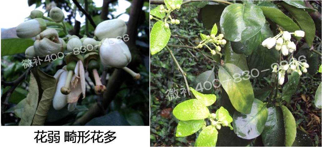 蜜柚促花壯花除了補(bǔ)磷還需要補(bǔ)硼鋅？