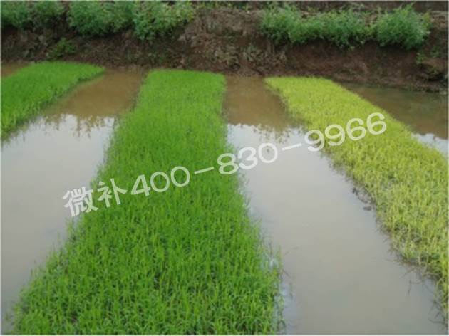 水稻黃秧、爛秧怎么辦？