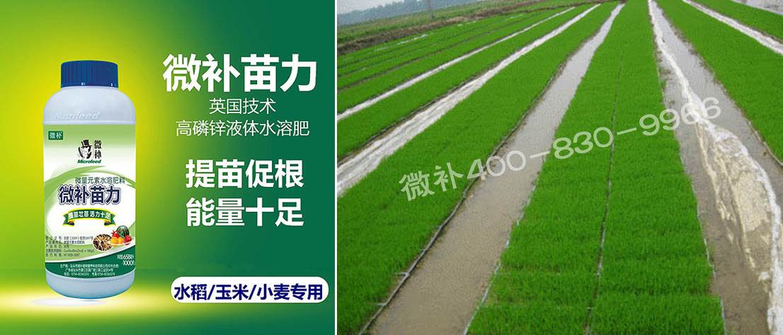 水稻黃秧、爛秧怎么辦？