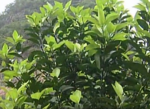 柑橘淋沖微補(bǔ)鈣肥，促根預(yù)防黃樹，樹壯保果品質(zhì)好
