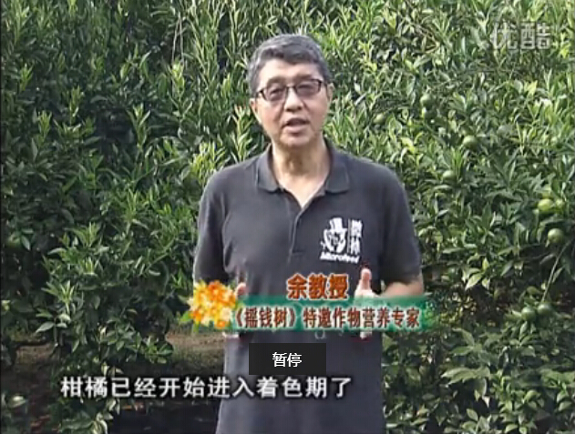 20150928珠江臺(tái)搖錢樹：如何提高柑橘硬度？預(yù)防減少浮皮霜凍果