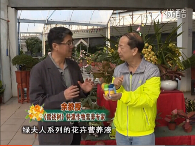 20160111珠江臺搖錢樹：家庭盆栽花卉黃葉又難養(yǎng)？用綠夫人，枝繁葉茂、花多花艷