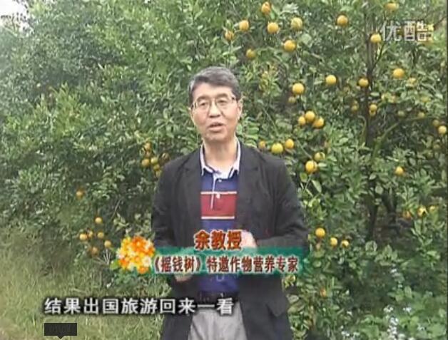 20160111珠江臺(tái)搖錢樹：貢柑大場(chǎng)樹弱黃葉，今年樹勢(shì)大翻身果靚還高價(jià)！
