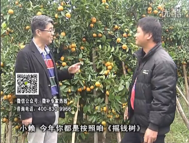 20160125珠江臺(tái)搖錢樹：如何解決柑橘兩大問題：黃樹和果品質(zhì)差？