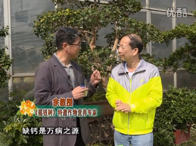 20160125珠江臺搖錢樹：家庭盆栽花卉噴綠夫人160度補(bǔ)鈣抗病液，長勢精神、抗病好