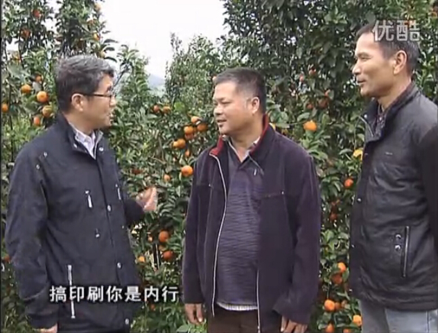 20160201珠江臺(tái)搖錢樹：開印刷廠改行種柑橘，保樹靚今年還高產(chǎn)？