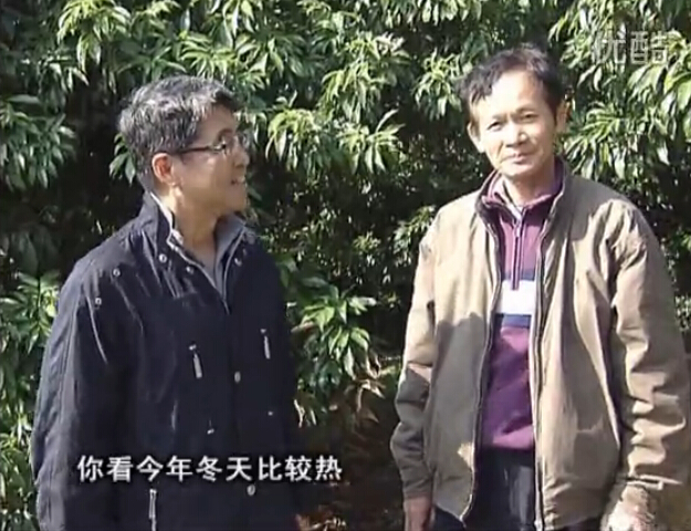 20160201珠江臺搖錢樹：暖冬荔枝易沖梢，如何促花壯花好？看微補