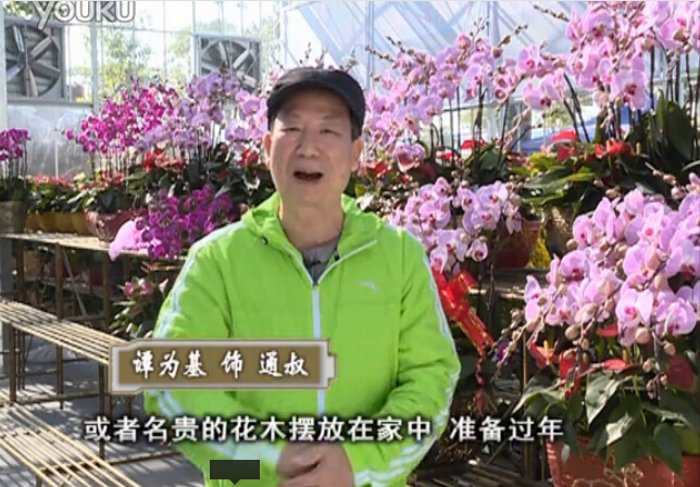20160201珠江臺搖錢樹：新春家養(yǎng)花卉、盆栽，如何養(yǎng)護(hù)葉子、鮮花、果子保鮮更長？