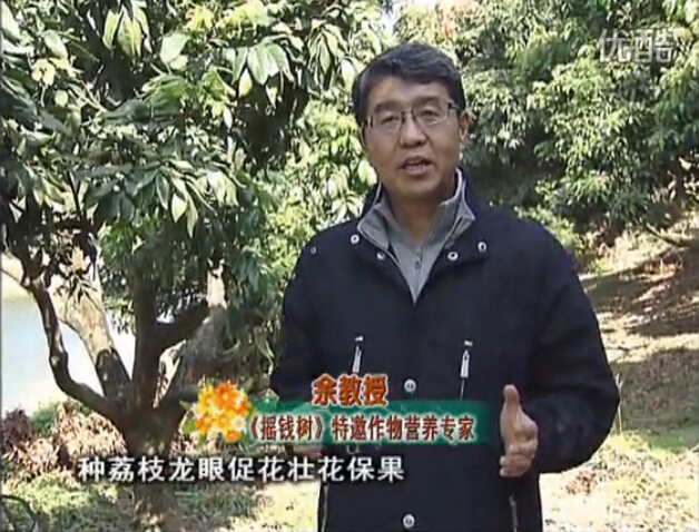 20160215珠江臺搖錢樹：龍眼撒微補倍力、噴花力+碧力，補鈣鎂鋅硼保葉壯花