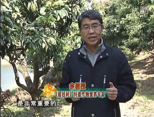 20160215珠江臺搖錢樹：名貴花木盆景，用綠夫人系列保葉、花靚、又抗病