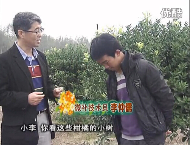 20160215珠江臺(tái)搖錢樹：柑橘小樹頭年掛果撒微補(bǔ)倍力、噴花力+碧力，壯樹促花好