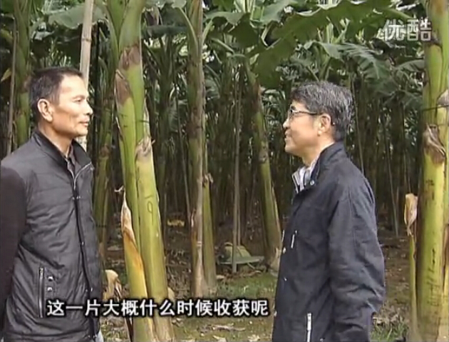 20160222珠江臺搖錢樹：粉蕉用微補方案，抽蕉好、葉干邊爛頭少