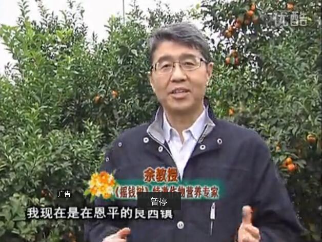 20160229珠江臺搖錢樹：柑橘用微補全年方案，黃樹恢復、果品質好賣價高