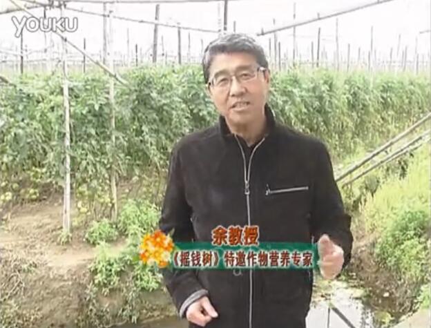 20160307珠江臺(tái)搖錢樹：天冷蔬菜有價(jià)卻無產(chǎn)？用微補(bǔ)方案苗壯保葉有產(chǎn)！