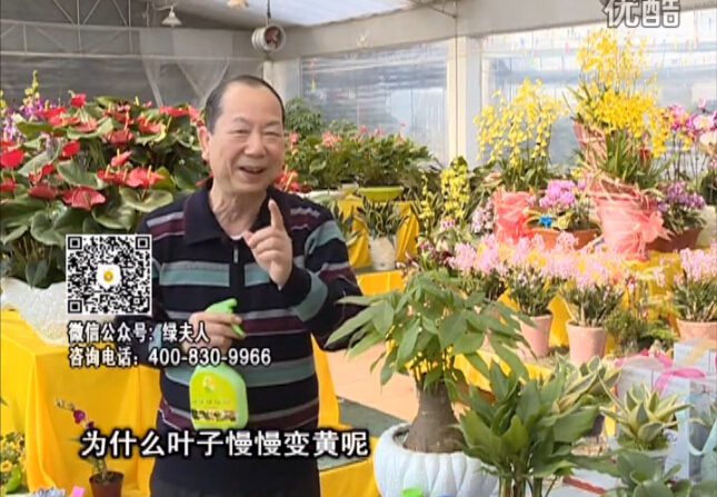 20160307珠江臺(tái)搖錢樹：陰生植物也不好種，黃葉多長(zhǎng)勢(shì)弱？用綠夫人來呵護(hù)