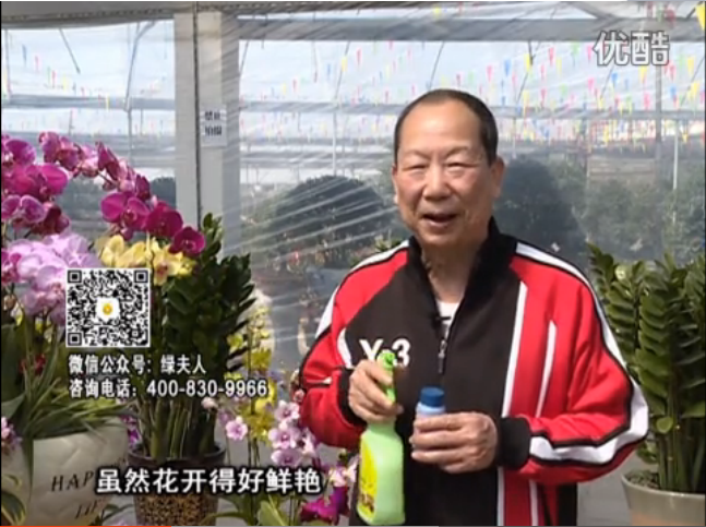 20160314珠江臺(tái)搖錢樹：家種鮮花、鮮切花，用綠夫人600度鮮花液?；ㄆG、花期長(zhǎng)