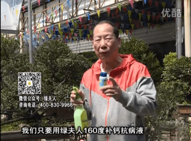 ?20160321珠江臺(tái)搖錢樹：盆栽花卉用綠夫人160度補(bǔ)鈣抗病液，低溫陰雨天長(zhǎng)勢(shì)壯、抗病好