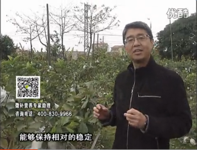 20160328珠江臺搖錢樹：番石榴淋沖微補根力鈣+微補精力，凍后恢復長勢、促進開花坐果