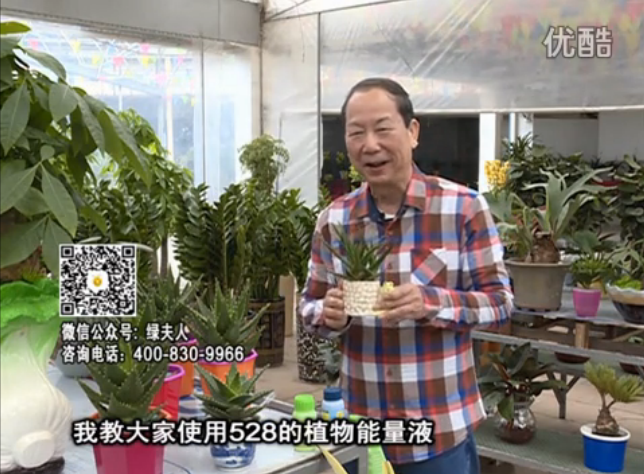 20160425珠江臺(tái)搖錢樹：室內(nèi)綠植用綠夫人營(yíng)養(yǎng)液，補(bǔ)充營(yíng)養(yǎng)健康又環(huán)保