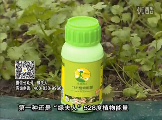 20160502珠江臺(tái)搖錢樹：家庭小院種蔬菜，用綠夫人營(yíng)養(yǎng)液長(zhǎng)勢(shì)好