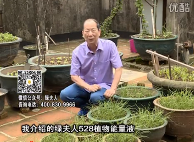 20160509珠江臺(tái)搖錢樹：天臺(tái)種葉菜用綠夫人營(yíng)養(yǎng)液，抗病好、長(zhǎng)勢(shì)綠