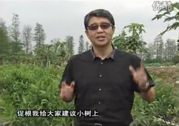 20160509珠江臺搖錢樹：柑橘淋微補根力鈣+精力，噴微補葉面肥，保樹分果好