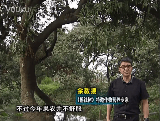 20160523珠江臺搖錢樹：荔枝龍眼用微補方案，膨果好、果硬有品質(zhì)，保樹綠