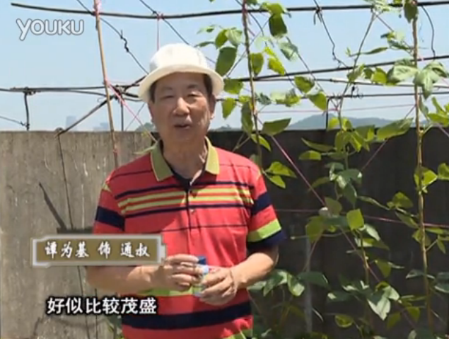 20160530珠江臺(tái)搖錢樹：天臺(tái)種豆角用綠夫人160度補(bǔ)鈣抗病液，長(zhǎng)勢(shì)壯，幫助開花坐果